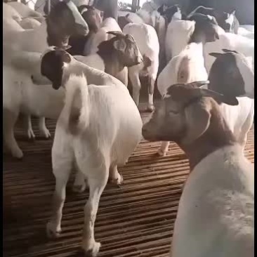 波尔山羊，出售中，要的联系