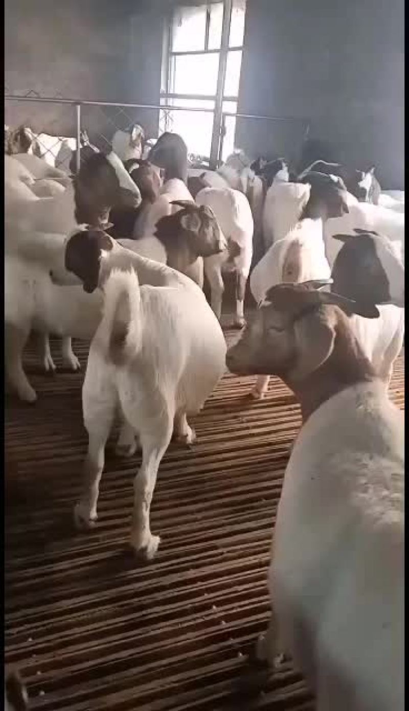 波尔山羊，出售中，要的联系