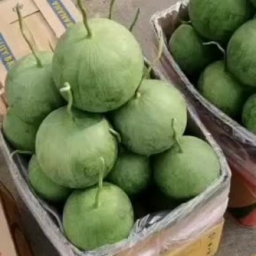 宁夏沙漠吊瓜，大量上市，品质优良