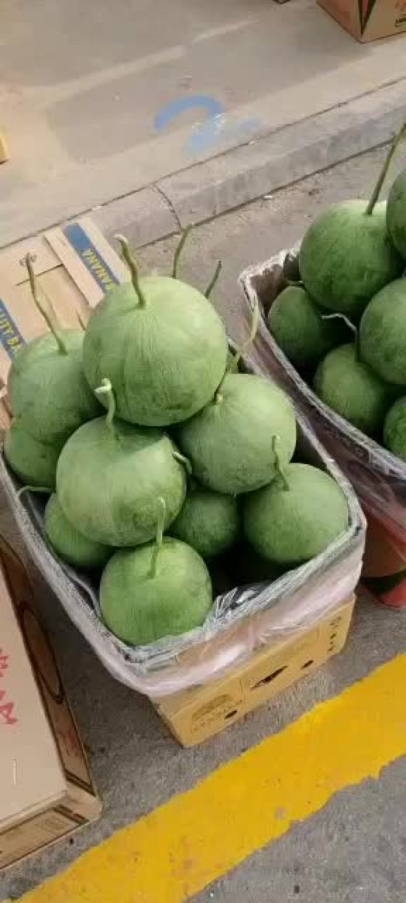 宁夏沙漠吊瓜，大量上市，品质优良