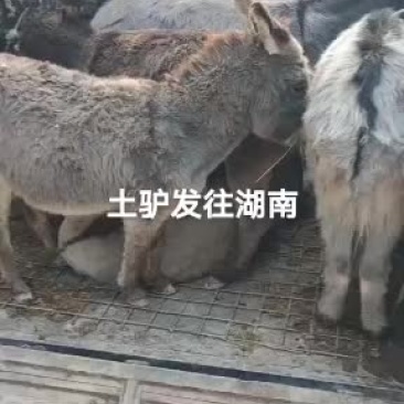 土驴有需要的快快行动联系我哦