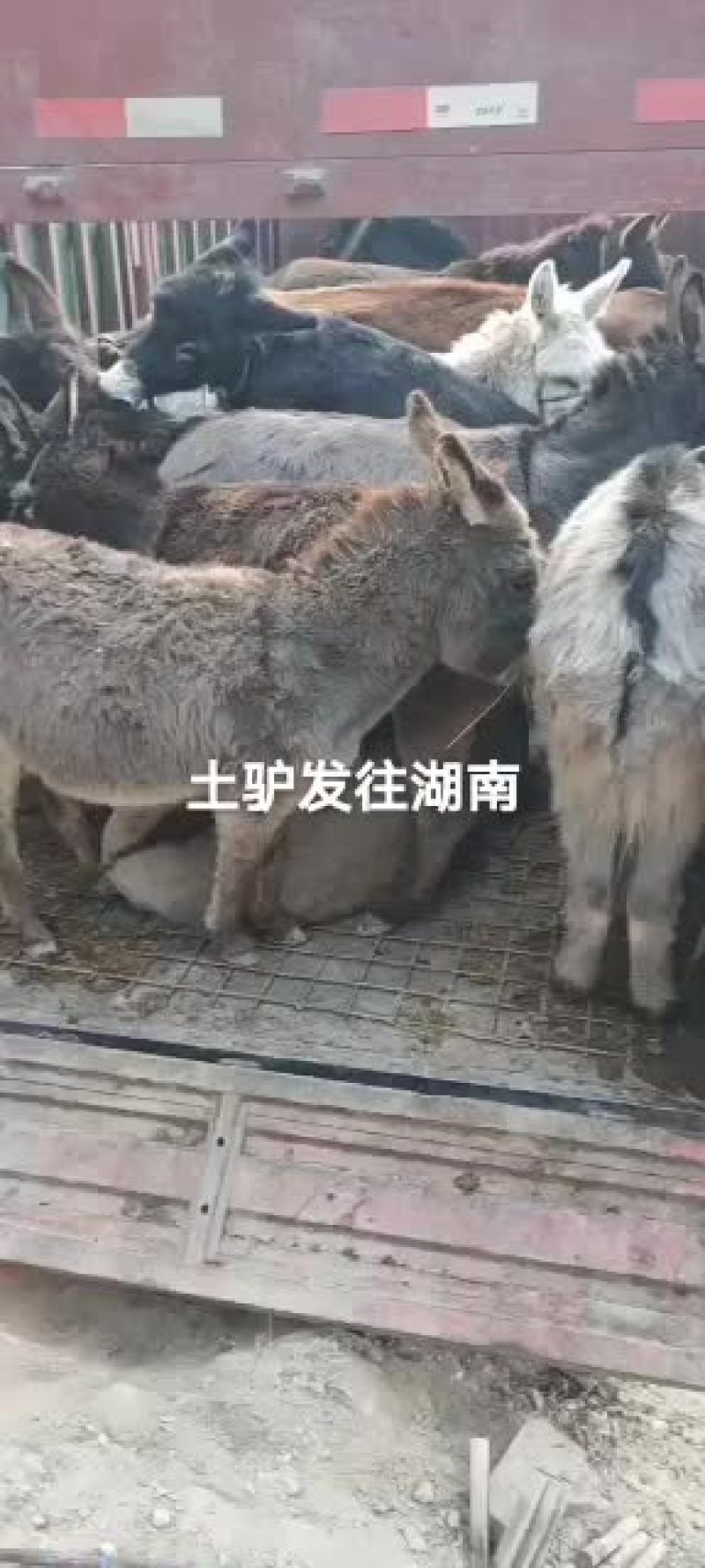 土驴有需要的快快行动联系我哦