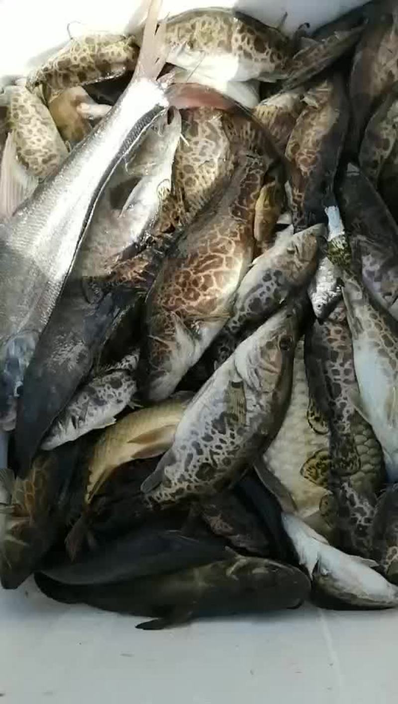 鱼🐟，虾🦐虾批发、....