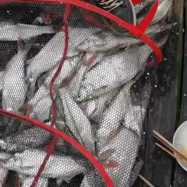 鱼🐟，虾🦐虾批发、....