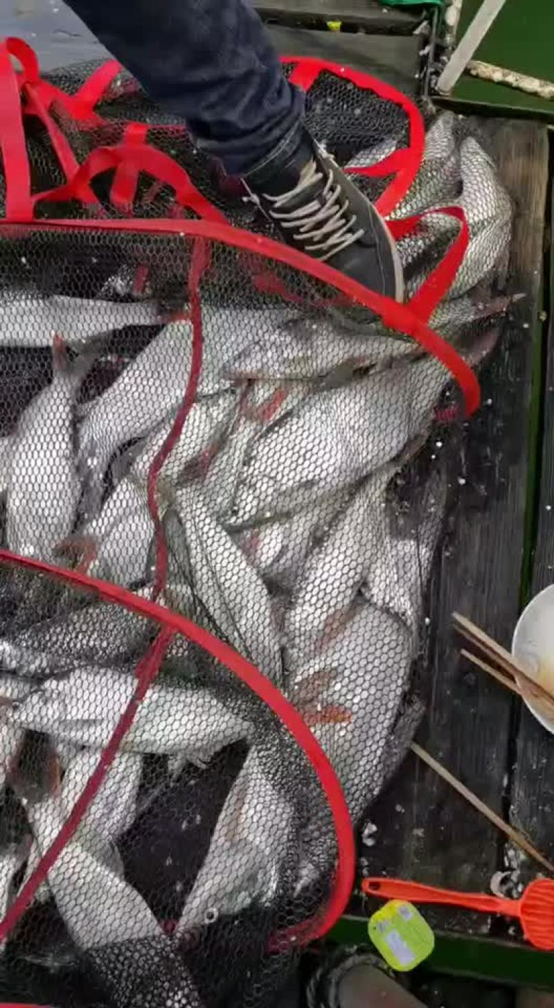 鱼🐟，虾🦐虾批发、....