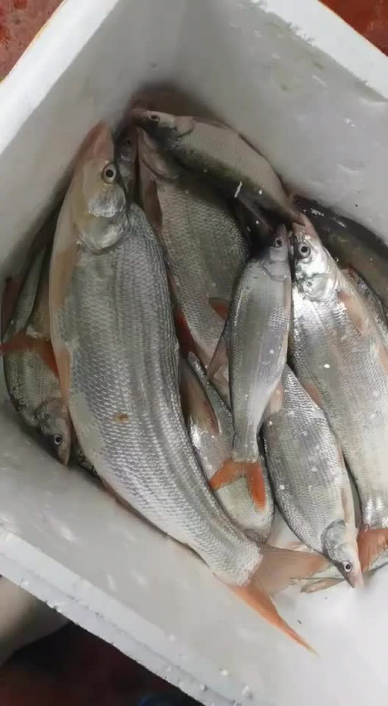 鱼🐟，虾🦐虾批发、....