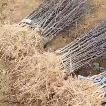 大红袍狮子头花椒苗