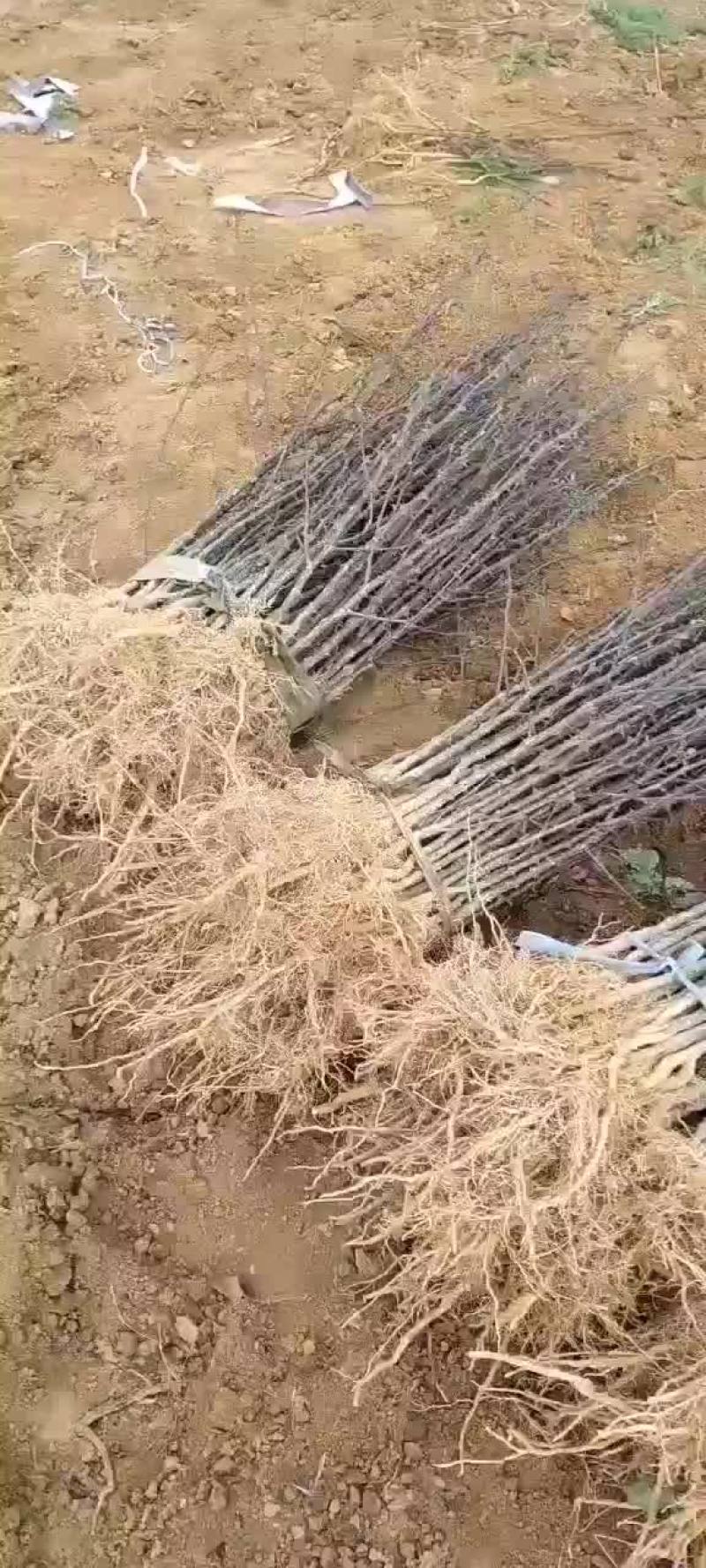 大红袍狮子头花椒苗