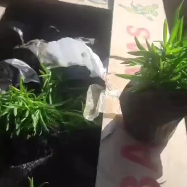 丛生福禄考需要的联系