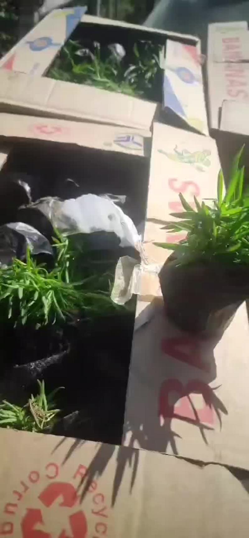 丛生福禄考需要的联系