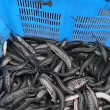 黑鱼苗，品种好，正宗黑花