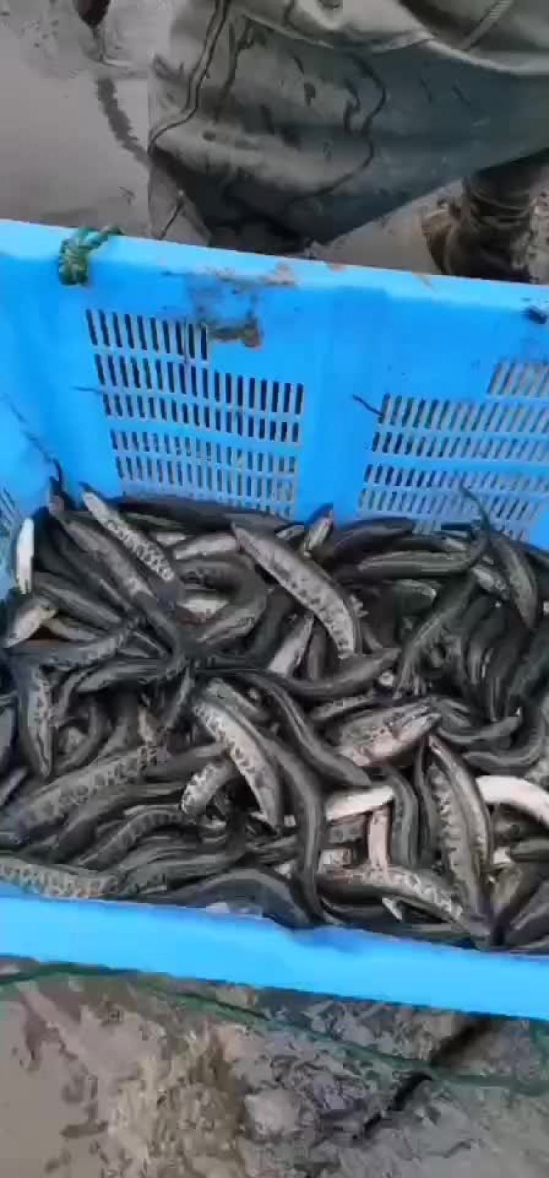 黑鱼苗，品种好，正宗黑花