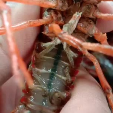 小龙虾大闸蟹批发养殖户