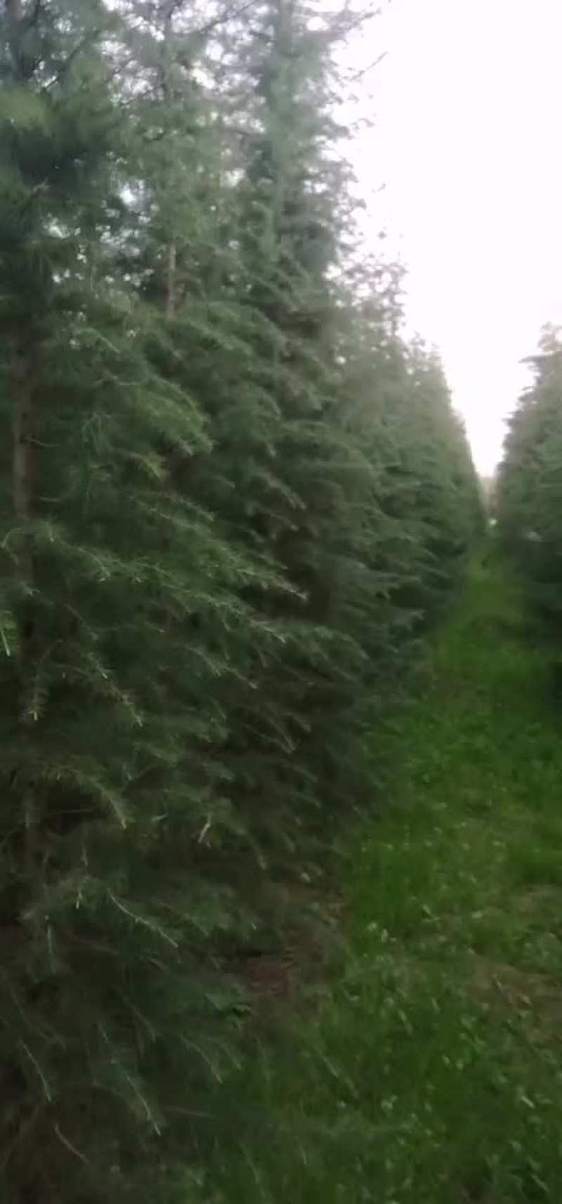 鑫鑫万亩雪松花木合作社