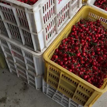 红灯大樱桃🍒美早大樱桃