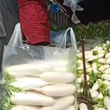 我们只做精品白萝卜……