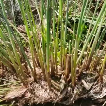 水葱苗绿化苗木水生植物
