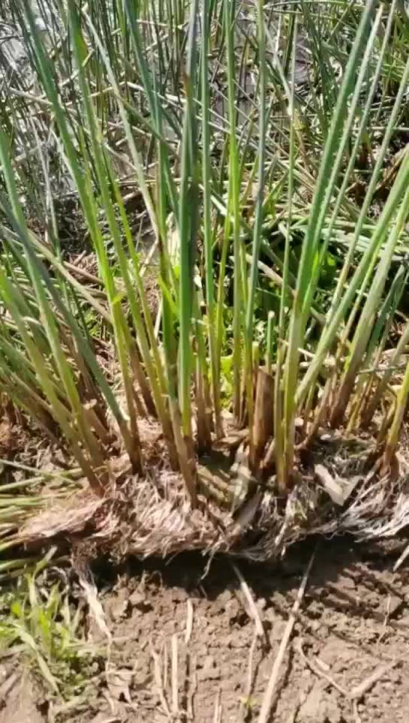 水葱苗绿化苗木水生植物