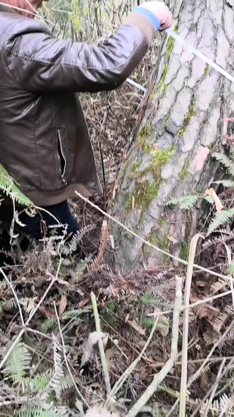 奇型树，有朴树，有松树