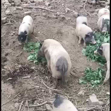 出售广西南宁市巴马香猪猪