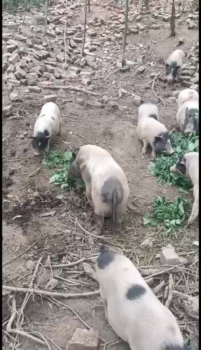 出售广西南宁市巴马香猪猪