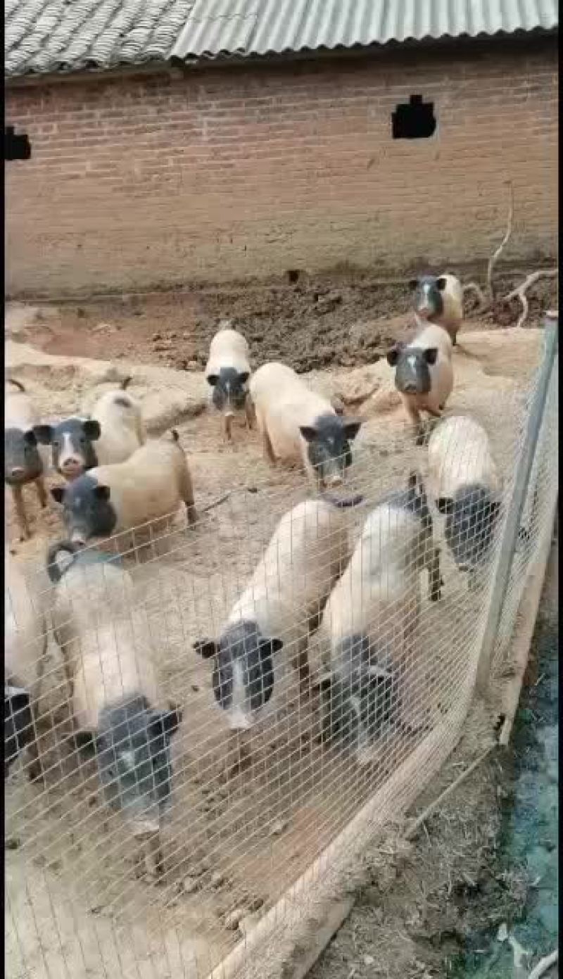 出售广西南宁市巴马香猪猪