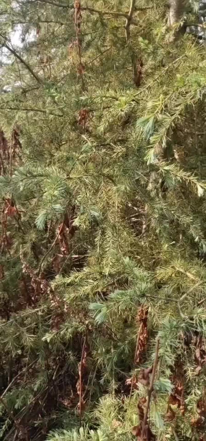 雪松大家伙开卖8到12米