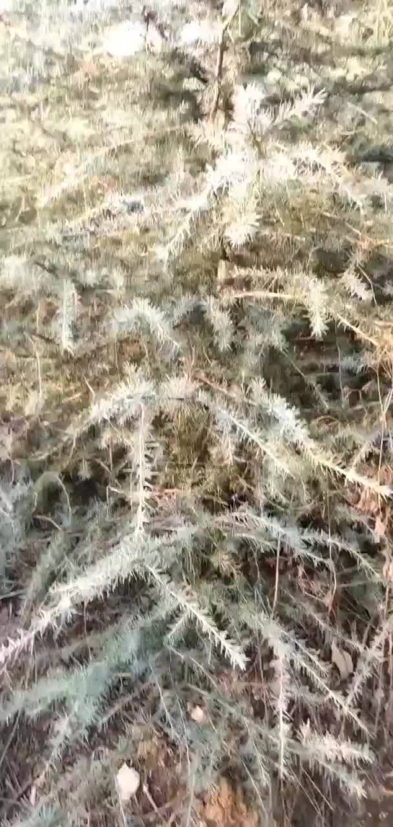 雪松大家伙开卖8到12米
