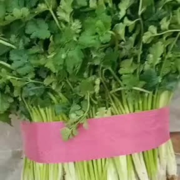 山东聊城铁杆青香菜，20一30公分都有货。叶面挺好
