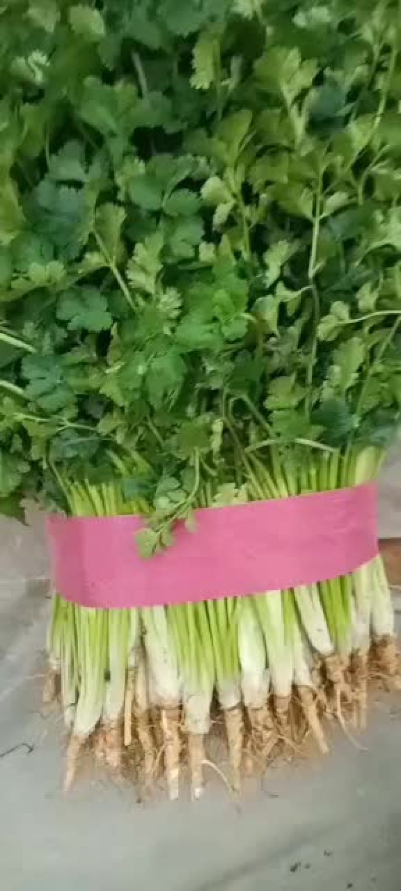 山东聊城铁杆青香菜，20一30公分都有货。叶面挺好