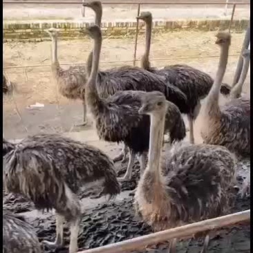 三月龄鸵鸟苗，欢迎各地大佬前来考察交流