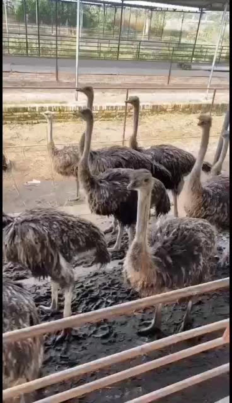 三月龄鸵鸟苗，欢迎各地大佬前来考察交流