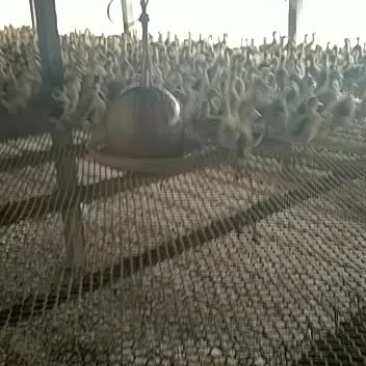 鸭子养殖鸭子价格全国发货包邮到家