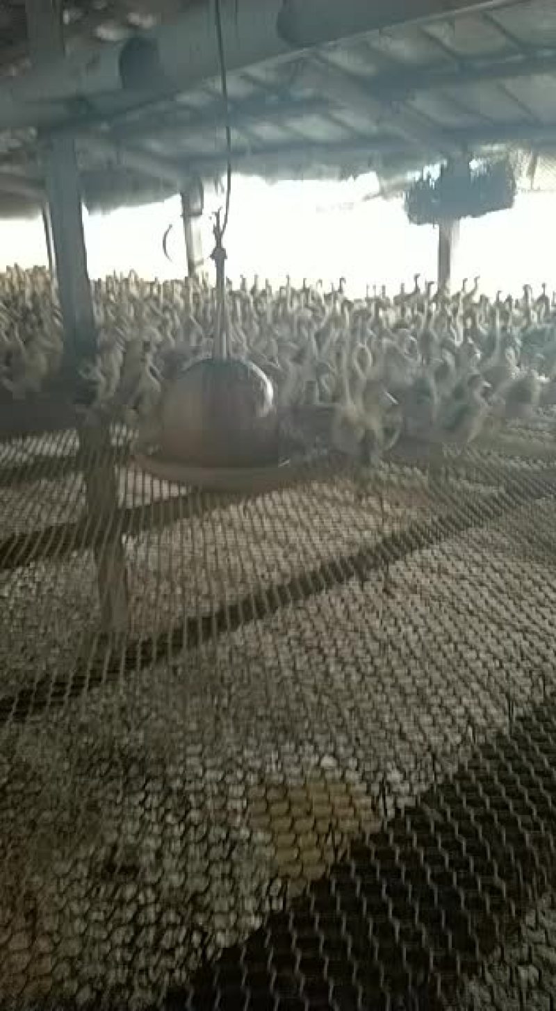 鸭子养殖鸭子价格全国发货包邮到家