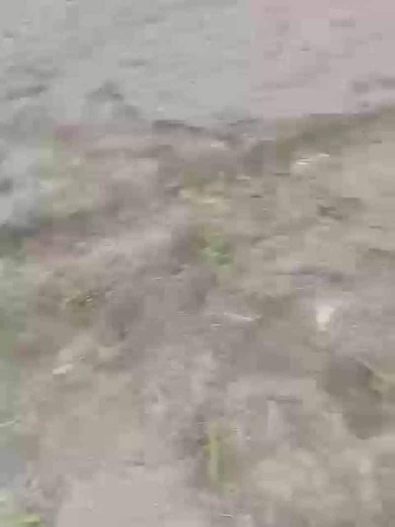 多功能移栽移栽，辣椒移栽机。