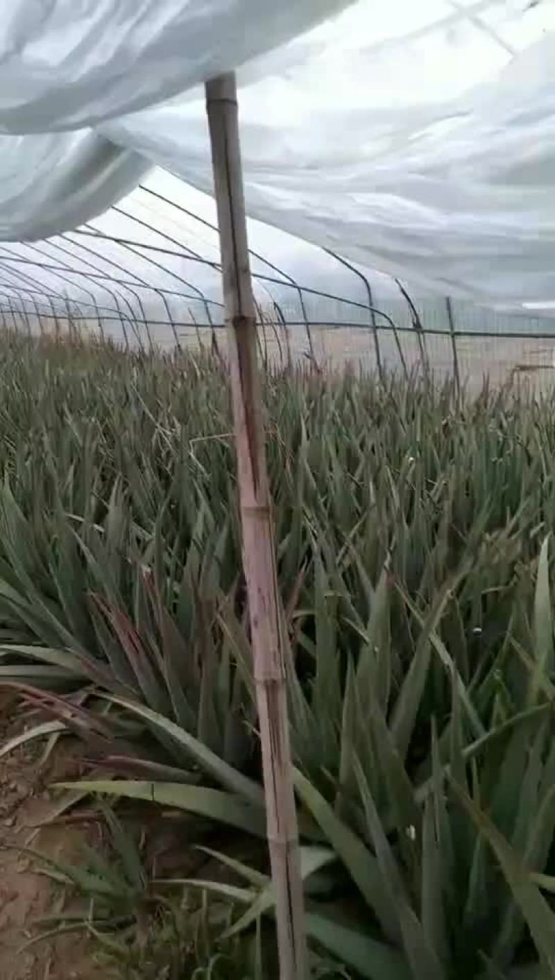 美国库拉索大芦荟和芦荟苗