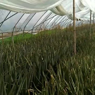 美国库拉索大芦荟和芦荟苗