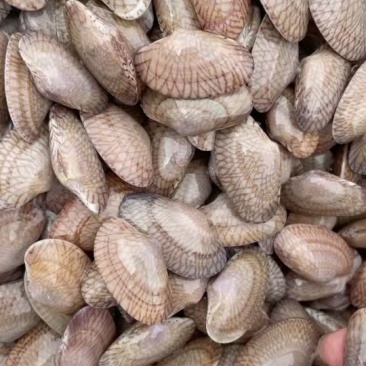 广西玉林，北海，湛江，花甲大批发