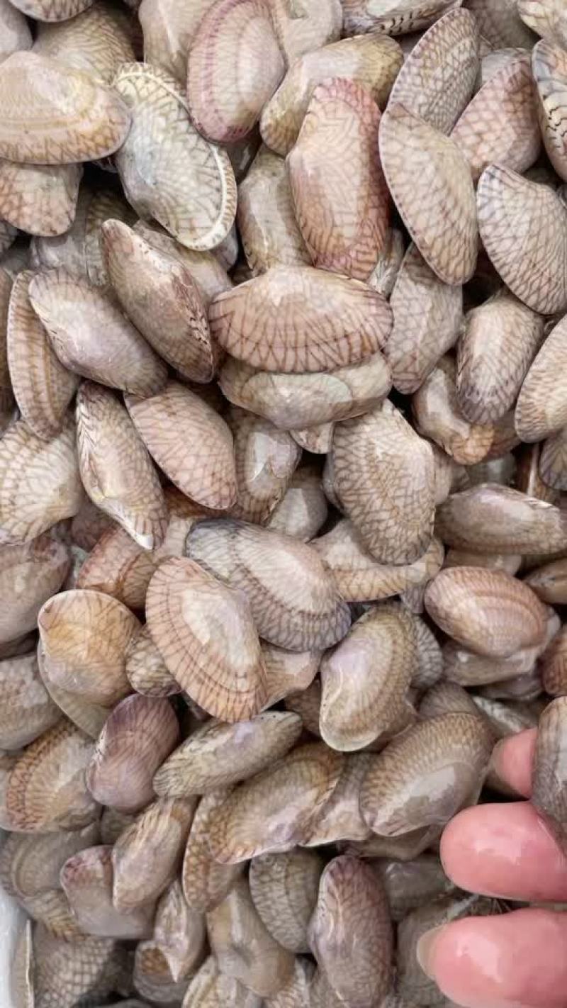 广西玉林，北海，湛江，花甲大批发