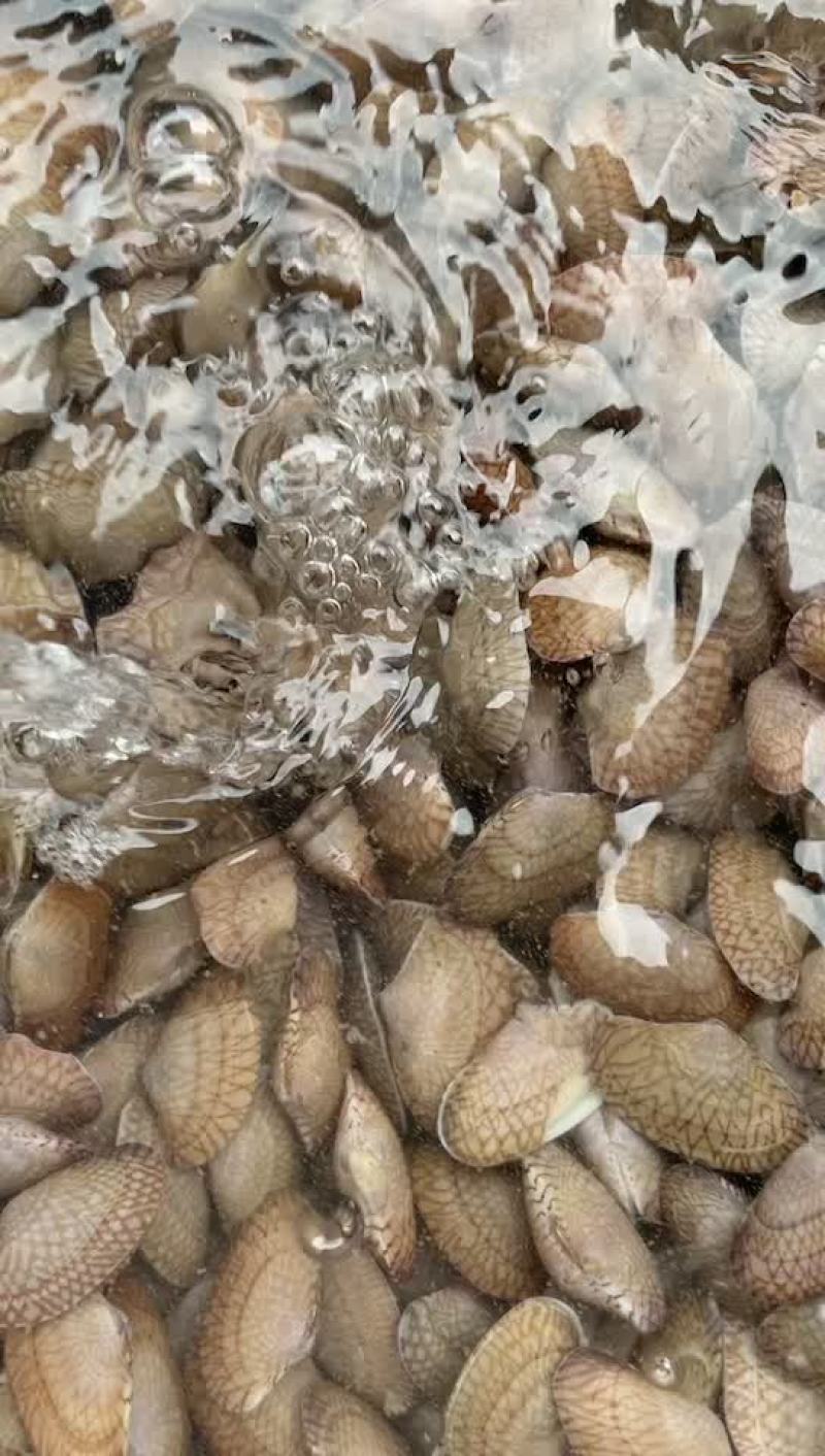 广西玉林，北海，湛江，花甲大批发