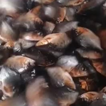 白鲳鱼苗大量批发销售