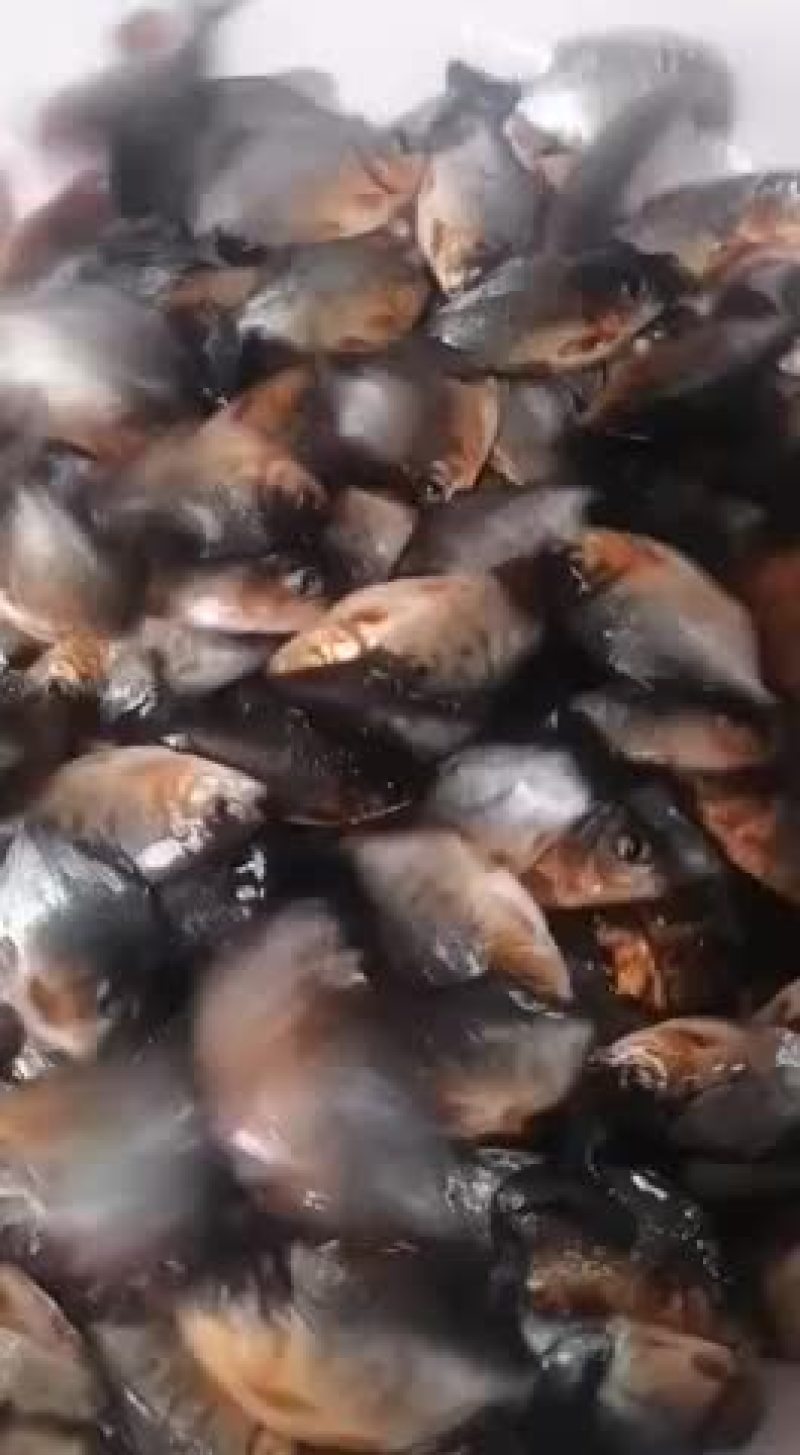 白鲳鱼苗大量批发销售