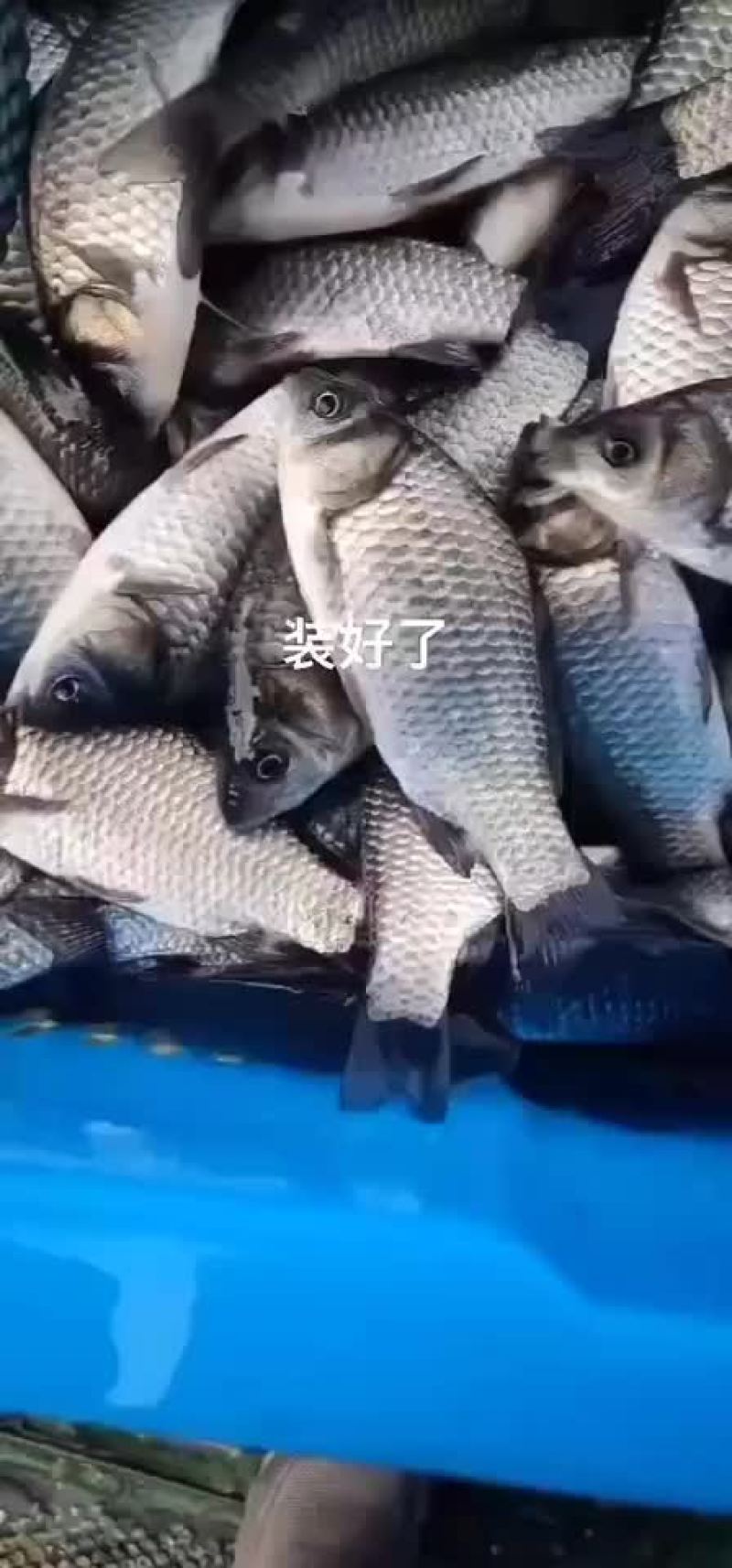 鲫鱼5两1斤7尾左右的繁殖率高利润高