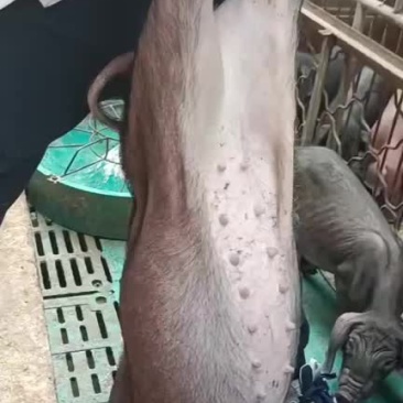 太湖原种母猪产仔量高耐粗粮抗病力强