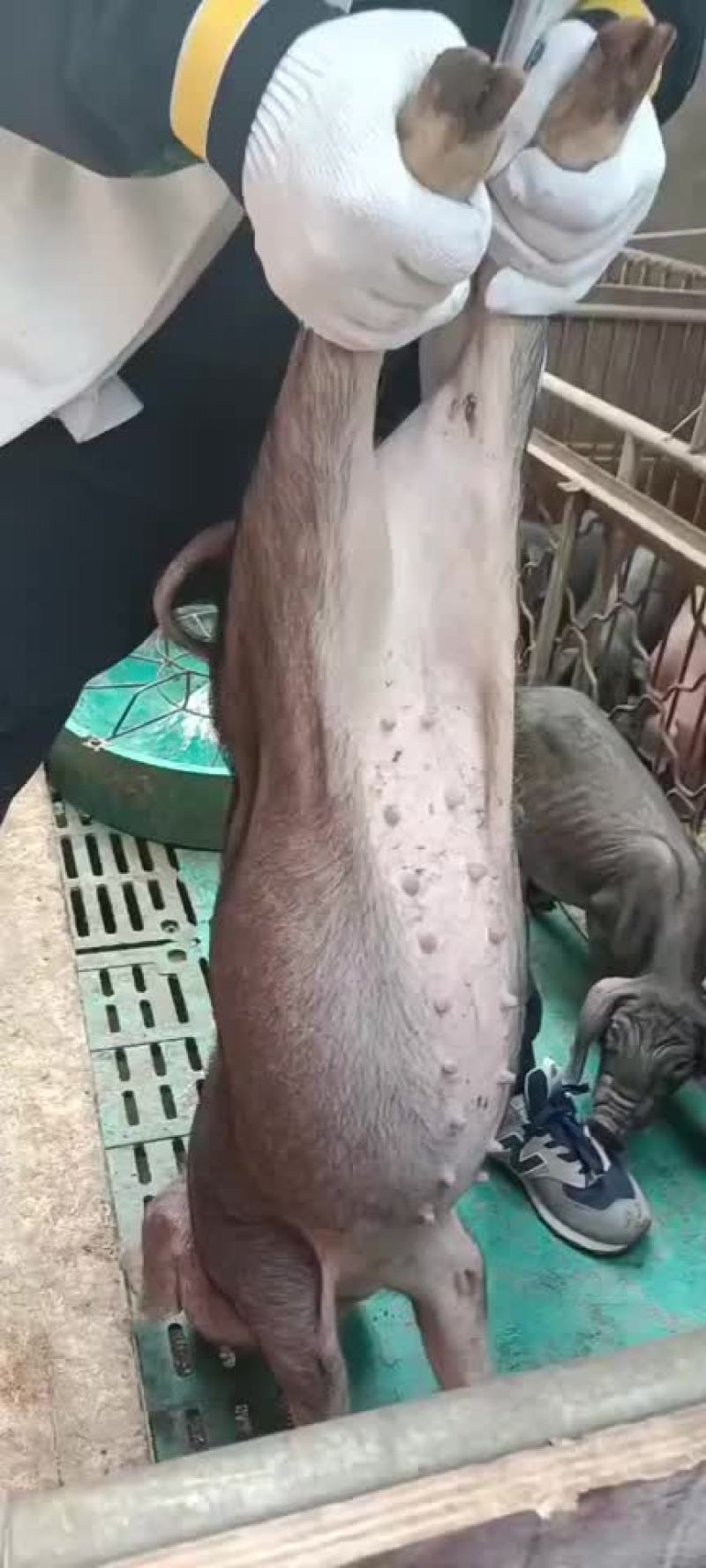 太湖原种母猪产仔量高耐粗粮抗病力强