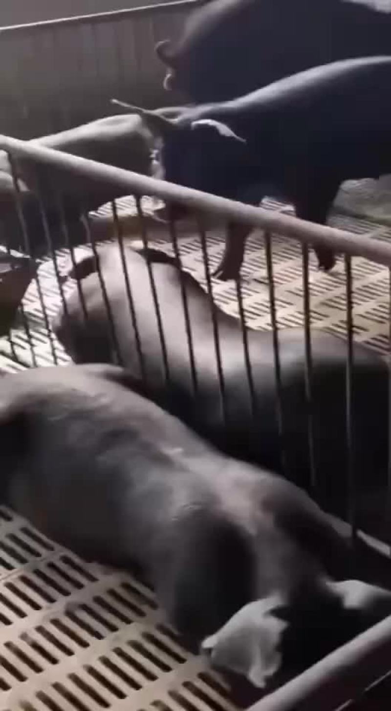 太湖原种母猪产仔量高耐粗粮抗病力强