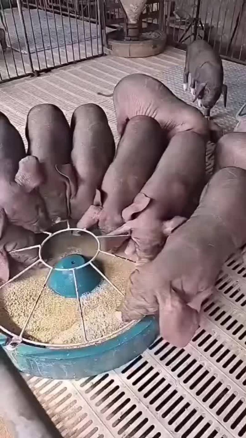 太湖原种母猪产仔量高耐粗粮抗病力强