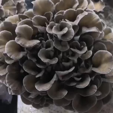 工厂化种植新鲜的舞茸（灰树花）
