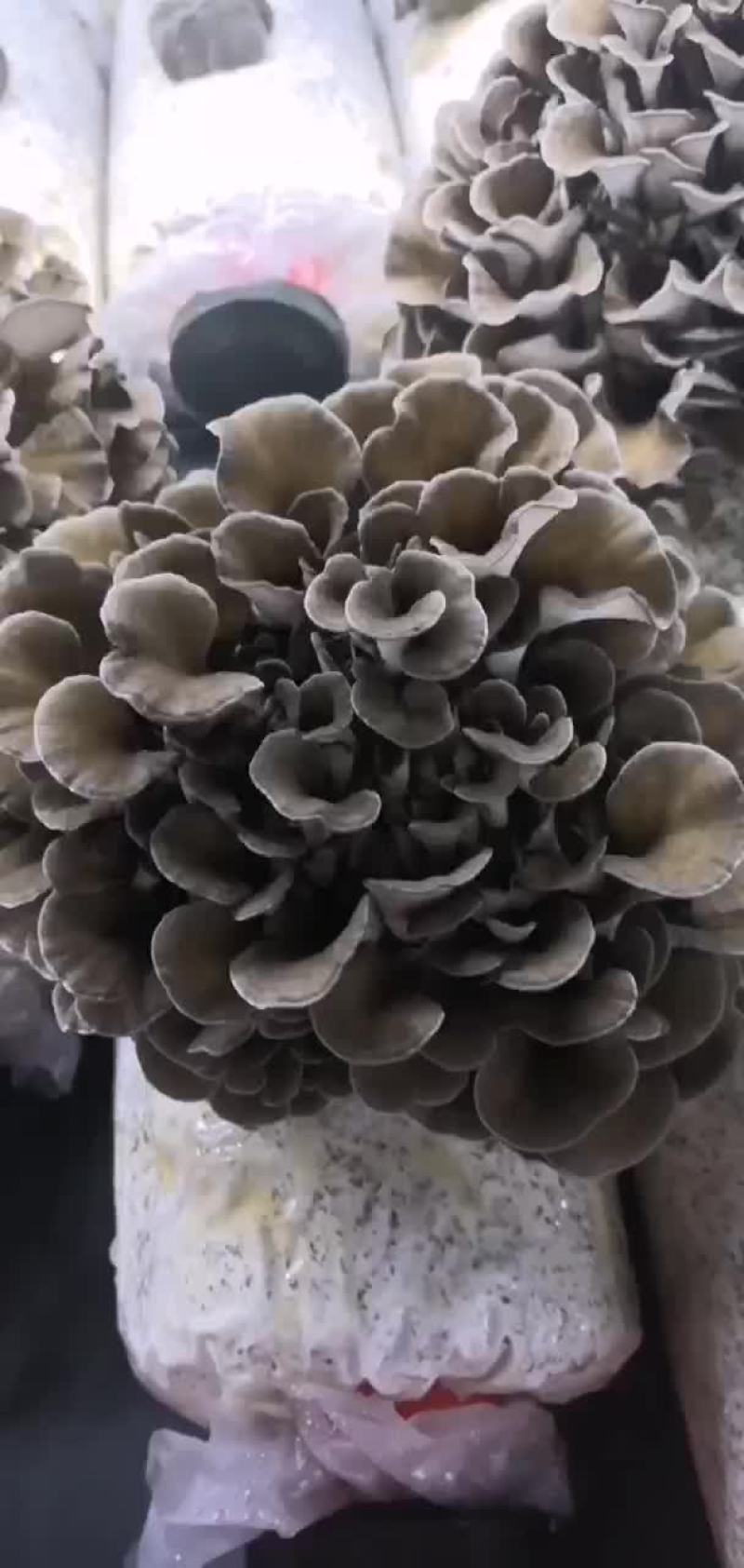 工厂化种植新鲜的舞茸（灰树花）
