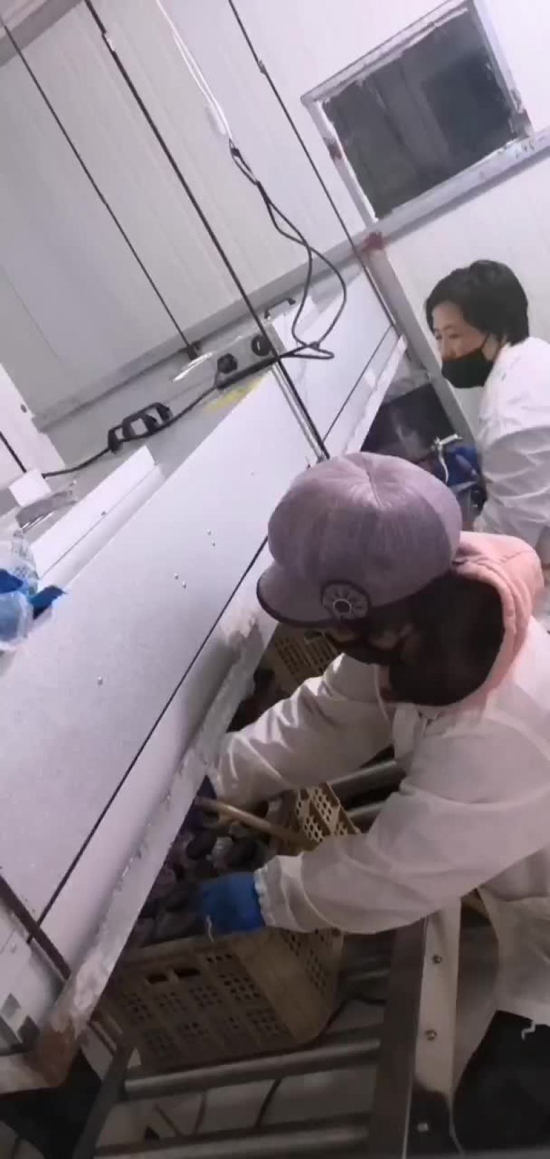 工厂化种植新鲜的舞茸（灰树花）